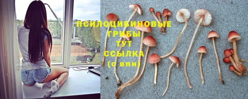 наркошоп  Кумертау  Псилоцибиновые грибы MAGIC MUSHROOMS 